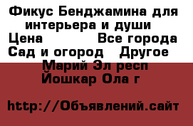 Фикус Бенджамина для интерьера и души › Цена ­ 2 900 - Все города Сад и огород » Другое   . Марий Эл респ.,Йошкар-Ола г.